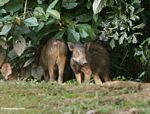 Pair of wild boar in forest clearing in Malaysia