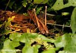 Brown katydid in rain forest of Malaysia