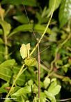 Brown stick insect