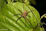 Large Malaysian jungle spider