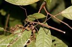Brown walking stick insect