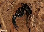 Black scorpion (Heterometrus sp.) in a hole