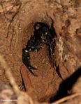 Black scorpion in a burrow