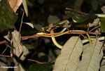 Painted Bronzeback snake (Dendrelaphis pictus)