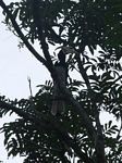 Malaysian Pied Hornbill