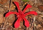 Bright red ginger flower on the forest floor