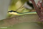 Painted Bronzeback snake (Dendrelaphis pictus) in a tree