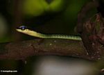 Dendrelaphis pictus snake