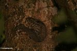 Monitor lizard emerging from a tree hollow