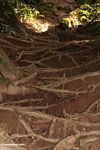 Rain forest tree roots anchoring soil and preventing erosion in Malaysian jungle