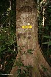 Meranti (Shorea) tree, a value timber species