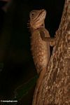 Wild Mountain Horned Dragon (Acanthosaurus armata) on tree trunk