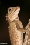 Close up of Mountain Horned Dragon lizard (Acanthosaurus armata) found in the wild