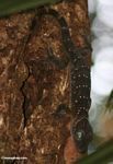 Giant forest gecko (Gecko stentor) with turquoise eyes