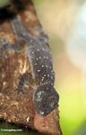 Green-eyed gecko (Gecko stentor)