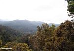 View from lookout point at Taman Negara