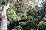 Rainforest as viewed from the canopy
