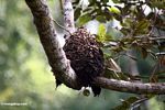 Bee hive in the rainforest canopy
