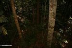 Very little light penetrates the canopy, leaving the forest floor is a dark place in rainforests