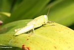 Light green grasshopper