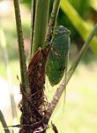 Giant green cicada