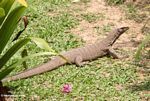 Small water monitor lizard sunning itself on a lawn