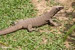 Small water monitor lizard taking in the sun on the grass