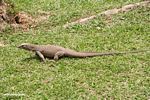 Varanus salvator monitor lizard running across a lawn