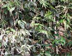 Serow or Kambing gurun (Capricornis sumatrensis) hidden in vegetation