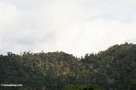 Rain forest of Taman Negara National Park