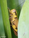 Large yellow grasshopper