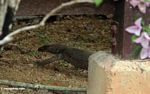 Monitor lizard prowling under a house