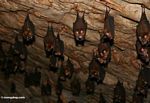 Bats in a Malaysian limestone cave