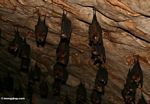 Insect-eating bats in a limstone cave in Malaysia