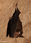 Insect-eating bat in rainforest cave