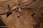 Cave rat snake (Elaphe taeniura ridleyi) grabbing a bat in flight and eating it