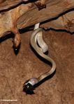 Serpiente de la cueva (Elaphe taeniura ridleyi) atrapando un murciélago al vuelo y comiéndoselo.