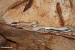 Cave Dwelling Ratsnake (Elaphe taeniura ridleyi)