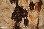 Bats hanging from the ceiling of a Malaysian limestone cave