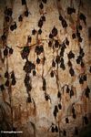 Colony of bats hanging from the ceiling of a limestone cave in Malaysia