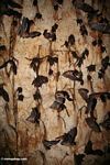 Colony of bats taking flight in a Malaysian limestone cave