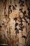 Colony of bats taking flight from the ceiling of a limestone cave in Malaysia