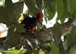 Orange-backed Woodpecker (Reinwardtipicus validus) eating a worm/grub/insect larvae