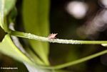 Small reddish insect which appears to be doing something with white sticky material on the stem of a leaf