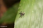 Small spider in the Malaysian forest