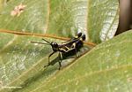 Black grasshopper with yellow markings