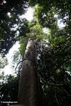 Giant canopy tree