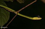 Elegant Bronzeback (Dendrelaphis formosus) snake in a tree