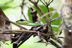 Green Elegant Bronzeback (Dendrelaphis formosus) vine snake in Malaysia