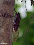 Giant brown cicada